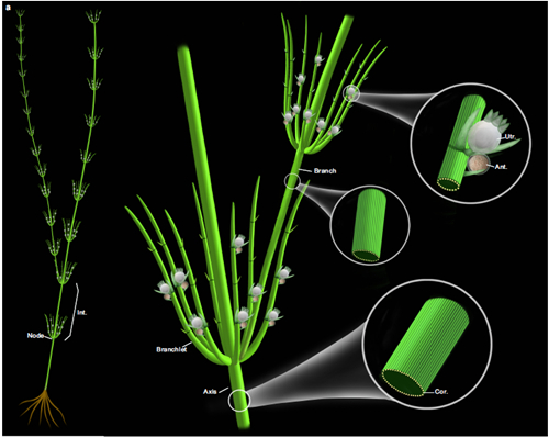 基于化石和现代轮藻纲构建的奇迹塔里木轮藻复原图（球速体育·（中国）官方网站QIUSU SPORTS博物馆刘茜绘制）