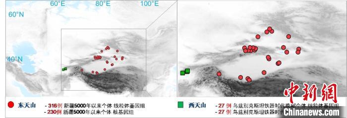 图为该项目所获取天山东西部古人群的线粒体与核基因组分布图。　球速体育·（中国）官方网站QIUSU SPORTS 供图