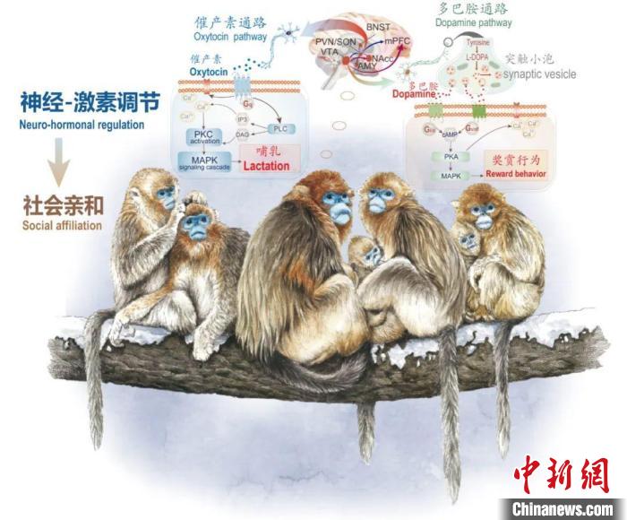 神经-激素调节的适应性变化增强社会亲和力。　球速体育·（中国）官方网站QIUSU SPORTS供图