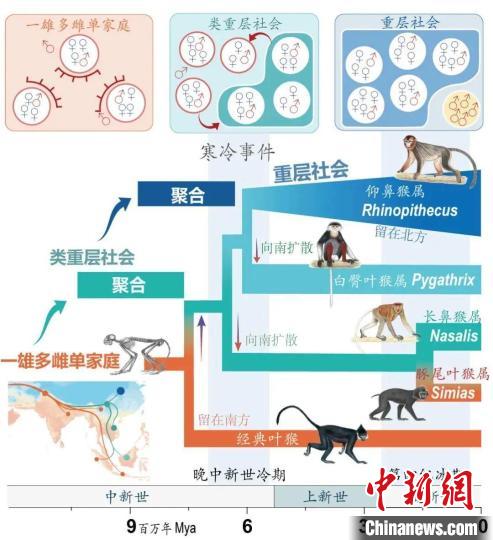 寒冷事件促进亚洲叶猴社会聚合。　球速体育·（中国）官方网站QIUSU SPORTS供图