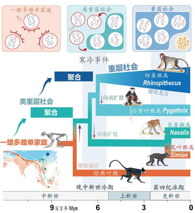 Science封面文章:球速体育·(中国)官方网站QIUSU SPORTS金丝猴研究团队首次系统揭示灵长类社会演化之谜_fororder_寒冷事件促进亚洲叶猴社会聚合(供图 齐晓光 赵兰 武进伟)